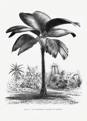 Dibujo vintage de una palmera III