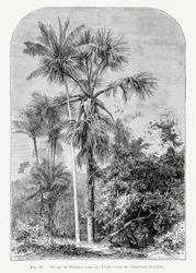 Dibujo vintage de una palmera IV