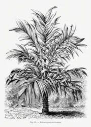 Dibujo vintage de una palmera Ix