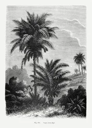 Dibujo vintage de una palmera V