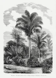 Dibujo vintage de una palmera Vi