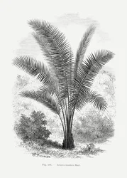 Dibujo vintage de una palmera VII