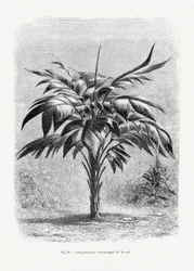 Dibujo vintage de una palmera VIII