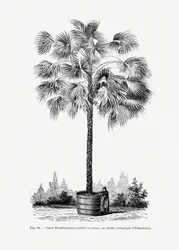 Dibujo vintage de una palmera X