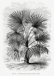 Dibujo vintage de una palmera Xi