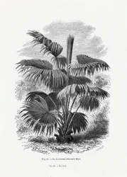 Dibujo vintage de una palmera XII