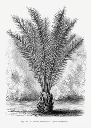 Dibujo vintage de una palmera XIII