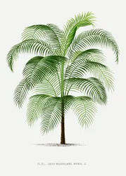 Coco Weddeliana