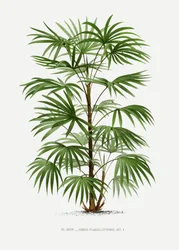 Xxxvi Rhapis F