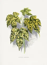 Ilustración de una hoja de Abutilon thompsoni