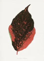 Ilustración de la hoja de la Acalypha tricolor