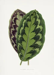 Ilustración de una hoja de Calathea veitchiana