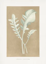 Ilustración de una hoja de Centaurea candidissima