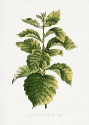 Ilustración de una hoja de espino común