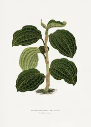 Ilustración de una hoja verde de Anoechtochilus setaceus