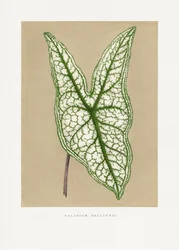 Ilustración de una hoja de caladio verde (Belleymii)