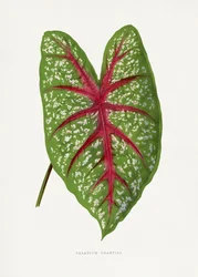 Ilustración de una hoja de caladio verde «Chantini»