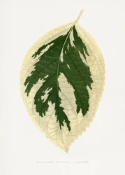 Ilustración de una hoja de Hydrangea japonica variegata