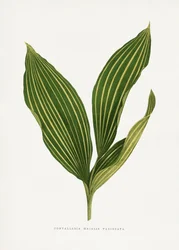 Ilustración de una hoja de lirio de los valles