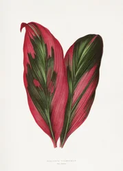 Ilustración de una hoja de Dracaena terminalis rosa
