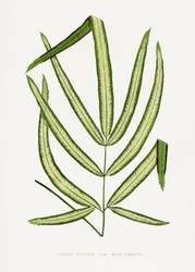 Ilustración de una hoja de Pteris cretica