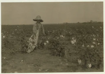 Willie Hesse de 5 años recoge 15 libras de algodón al día en la granja de 80 acres de sus padres cerca de West, Texas, 1913