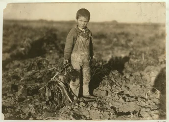 Jo de 6 años tirando remolachas azucareras en una granja cerca de Sterling, Colorado, 1915