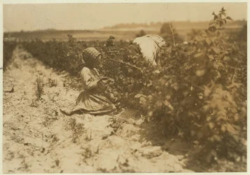 Una niña polaca de seis años recogiendo bayas todo el día con su familia (Scholtz) en Rock Creek, cerca de Baltimore, Maryland, 1909