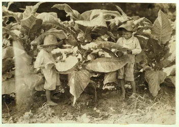 Amos 6 y Horace 4 deshojan y chupan plantas de tabaco todo el día para su padre John Neal en el condado de Warren, Albaton, Kentucky, 1916