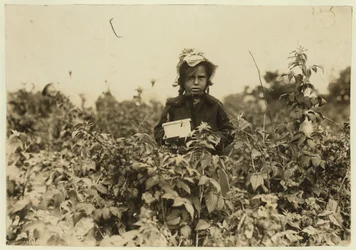 Annie Bissie recogiendo bayas en los campos cerca de Baltimore, Maryland, 1909