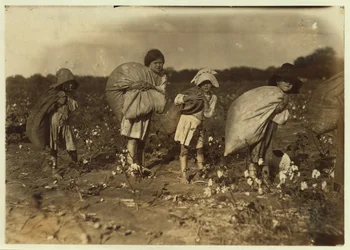 Edith 5 y Hughie 6 recogen algodón todo el día, Alton 7 recoge 50 libras y Ruth 9 recoge 75, en la granja de H.M. Lane, Bells, Texas, 1913