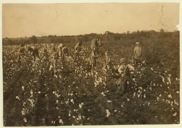 Familia recogiendo algodón cerca de McKinney, Texas, 1913