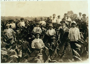 Granja de tabaco Goodrich, cerca de Gildersleeve, Connecticut, 1917