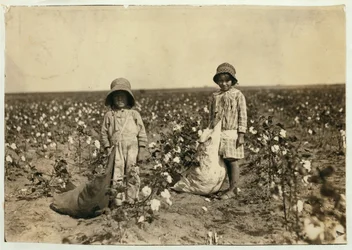 Jewel y Harold Walker, de 6 y 5 años, recogen 20 a 25 libras de algodón al día en Geronimo, Condado de Comanche, Oklahoma, 1916