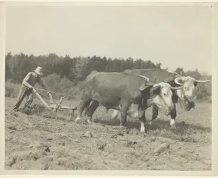 Escena rural en el centro de Maine, aún se utilizan muchos bueyes