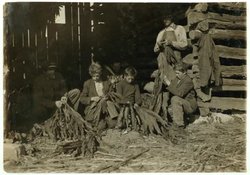 Hijos de J.H. Burch de 12, 14 y 17 años deshojando tabaco durante las horas escolares en el condado de Warren, Rockfield, Kentucky, 1916