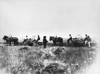 Corte de heno en los campos de Policoro, agricultores con caballos y carros, Basilicata, principios de 1900, Italia, siglo XX