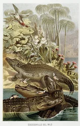 Cocodrilos del Nilo (crocodilus nicoticus) - en “La Vita degli animali” de A.E. Brehm, Torino