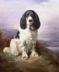 Royal, un Springer Spaniel de tres colores