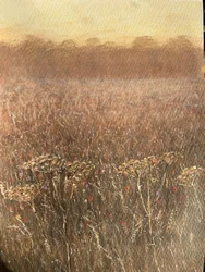 Campo de frijoles al anochecer