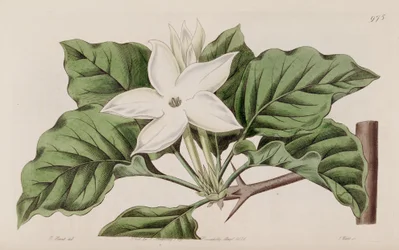 Gardenia propinqua