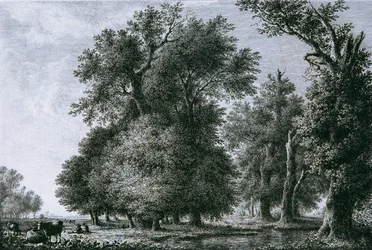 paisaje con robles