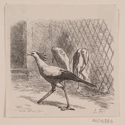 Secretario en el Jardin des Plantes