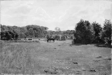 Pradera con un caballo negro pastando