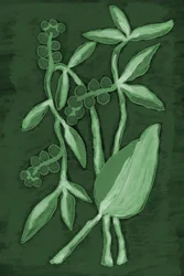 Matices botánicos de verde