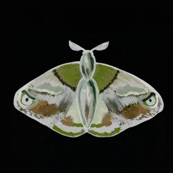 Una llamativa polilla verde