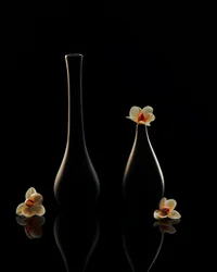 Elegantes reflexiones sobre las orquídeas