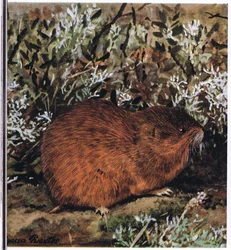 Lemming marrón, un roedor robusto que vive en un laberinto de túneles