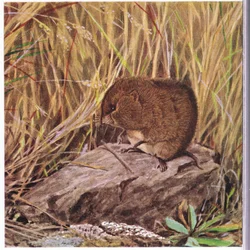 Ratón de campo o topillo, siempre vigilante, observa su camino a través de un bosque enmarañado de hierba