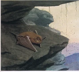 Murciélago de cola libre